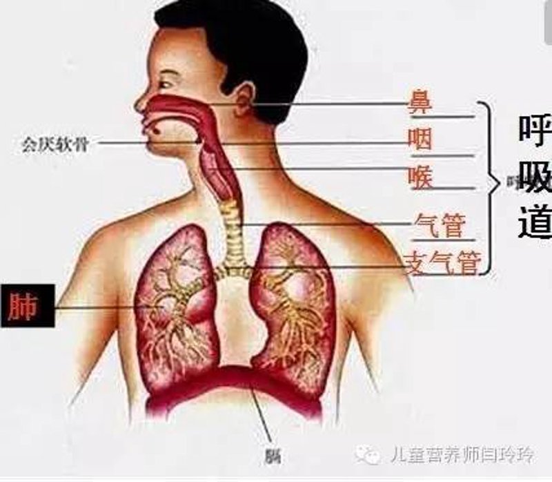 肺功能差调理：中药与生活协同干预的步骤化实践——2026年观点评论
